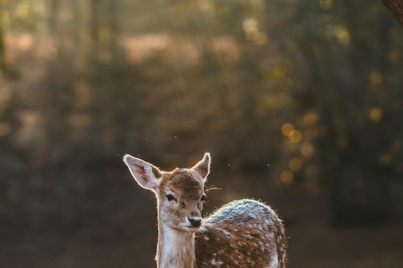 Nulla molestiae non architecto aut ut