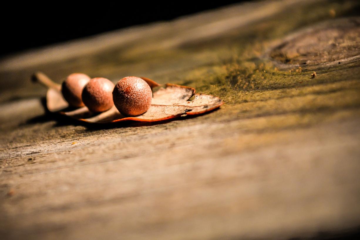 Eveniet voluptatibus consequatur